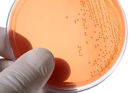 Chemisches Laboratorium Dr. Dirk Stegemann in Georgsmarienhütte Mikrobiologie